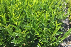 A block of Russian Laurel