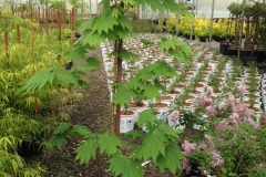 Acer Attaryi #3