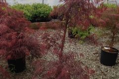 Acer Crimson Queen #3