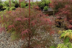 Acer Villa Taranto #3