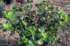 Azalea Girards Fushia #2 (Budded) (Small)