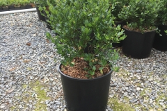 Ceanothus Victoria #3
