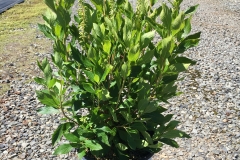 Clethra Sugartina 'Crystalina' PW #2