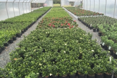 Greenhouse shot