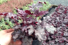 Heuchera Plum Pudding #1
