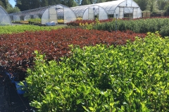 Nursery on a nice summer day (2)