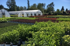 Nursery on a nice summer day (3)