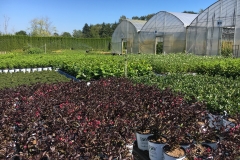 Nursery on a nice summer day (4)