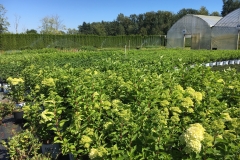 Nursery on a nice summer day