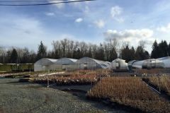 Nursery on nice clear day.