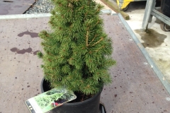 Picea abies Conica #1