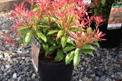 Pieris Mountian Fire #1