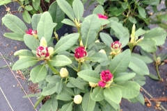 Rhodo Besse Howells #3