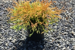 Thuja Golden Tuffet #1