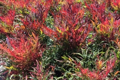 Nandina dom. 'Bonfire' #2