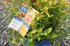 Spiraea Double Play 'Painted Lady' BE #2