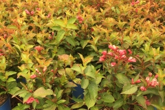 Weigela Date Night 'Strobe' BE #2