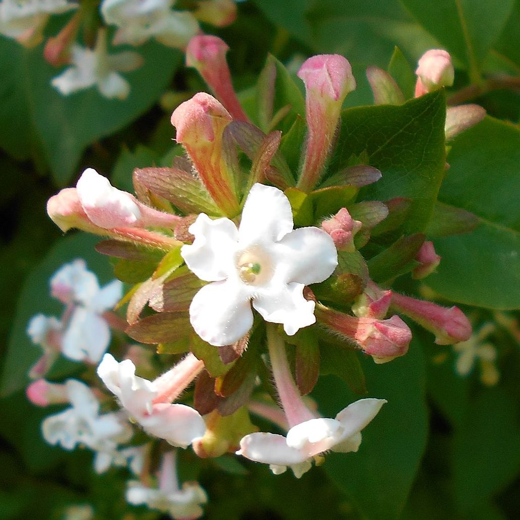 Abelia