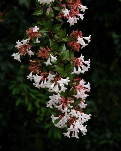 Abelia